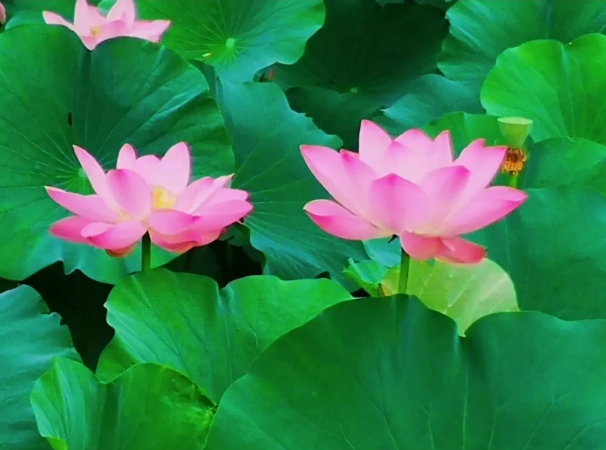 微信截图_20200812171114.png
